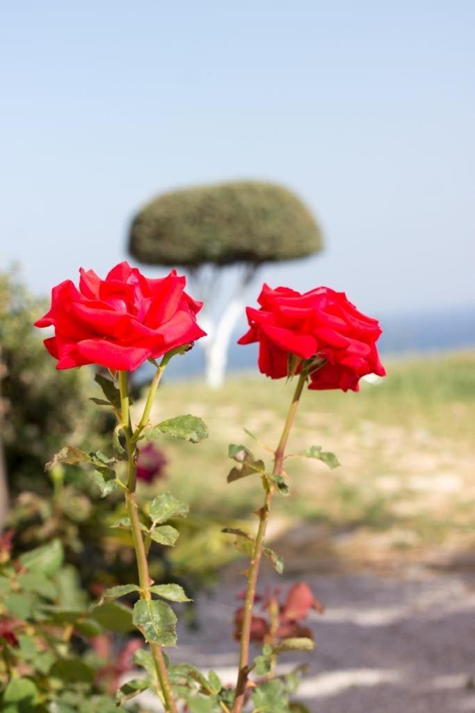 θέαhouses Holiday home Pythagoreio (Samos)